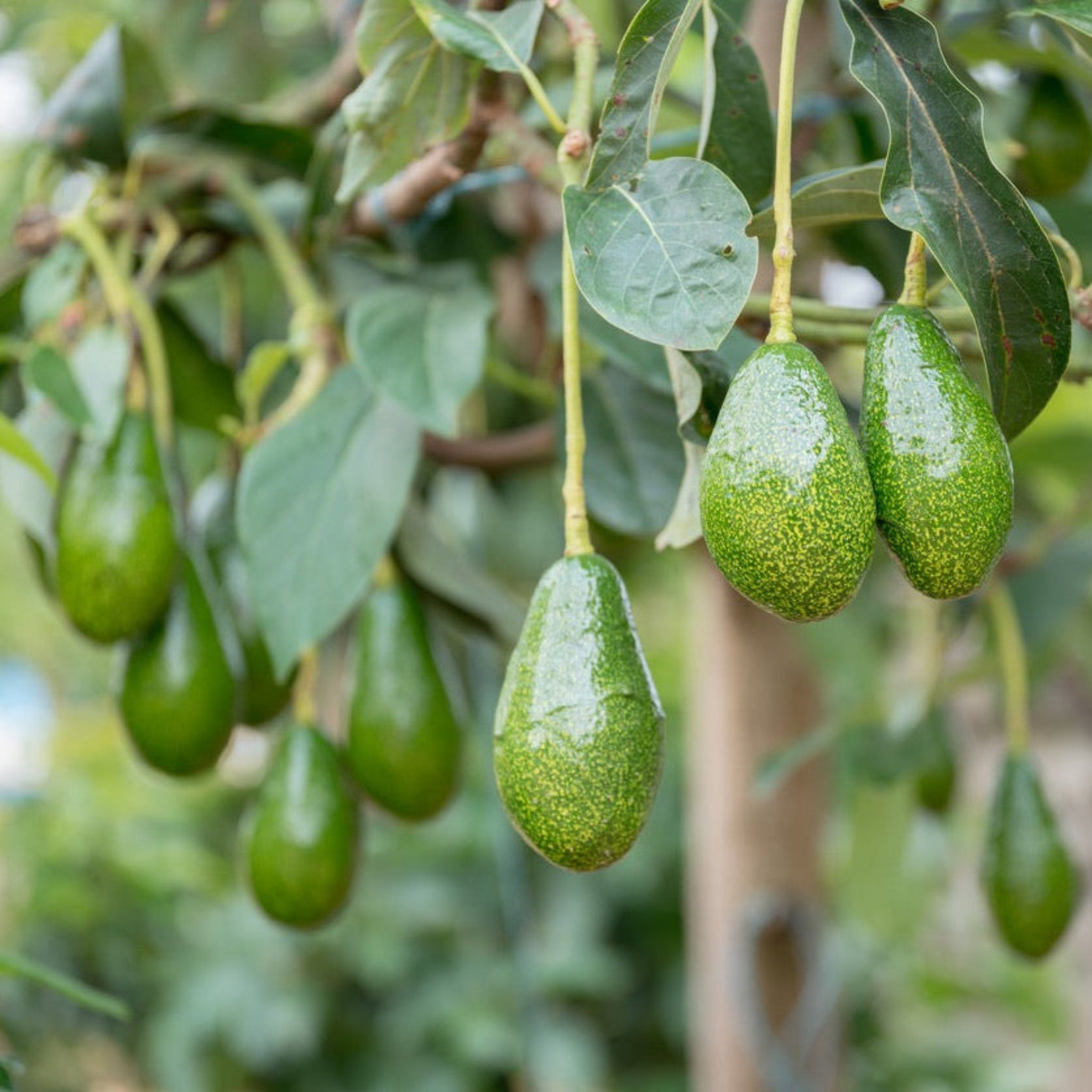 Avocat Pancho résistant au froid