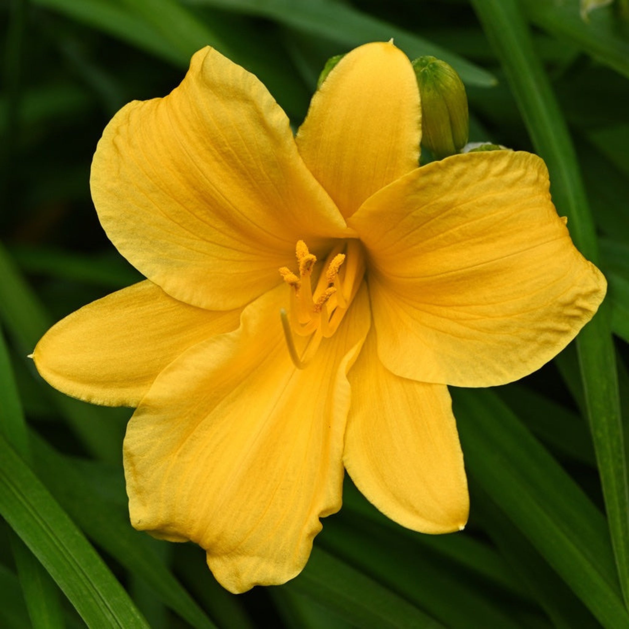 Stella de Oro Daylily
