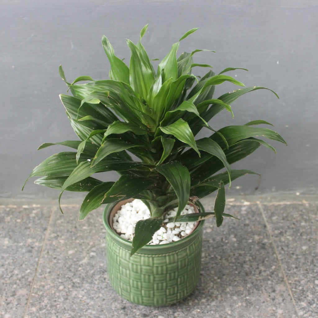 Janet Craig Dracaena