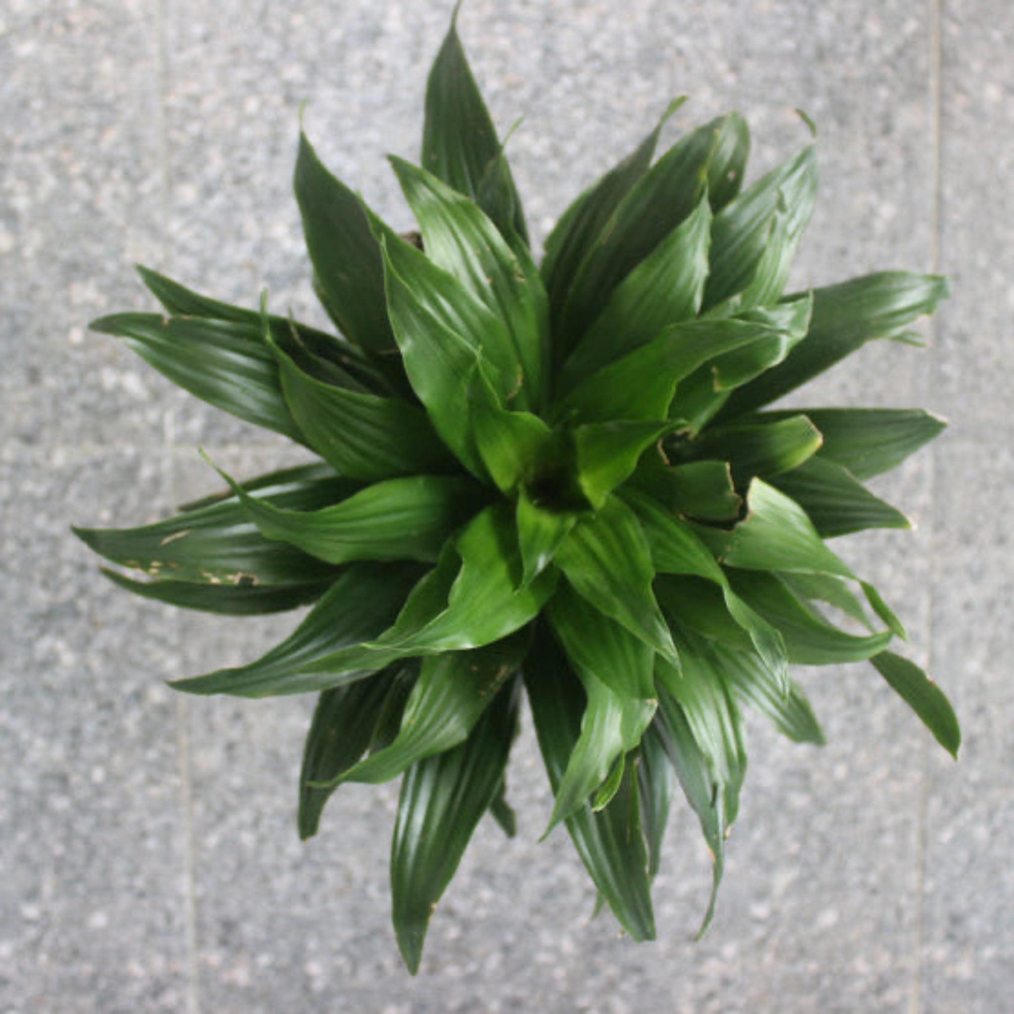 Janet Craig Dracaena