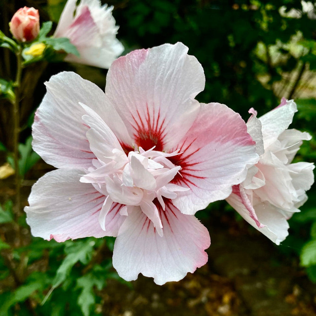 Starblast Chiffon™ Rose of Sharon
