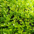 Sprinter® Boxwood