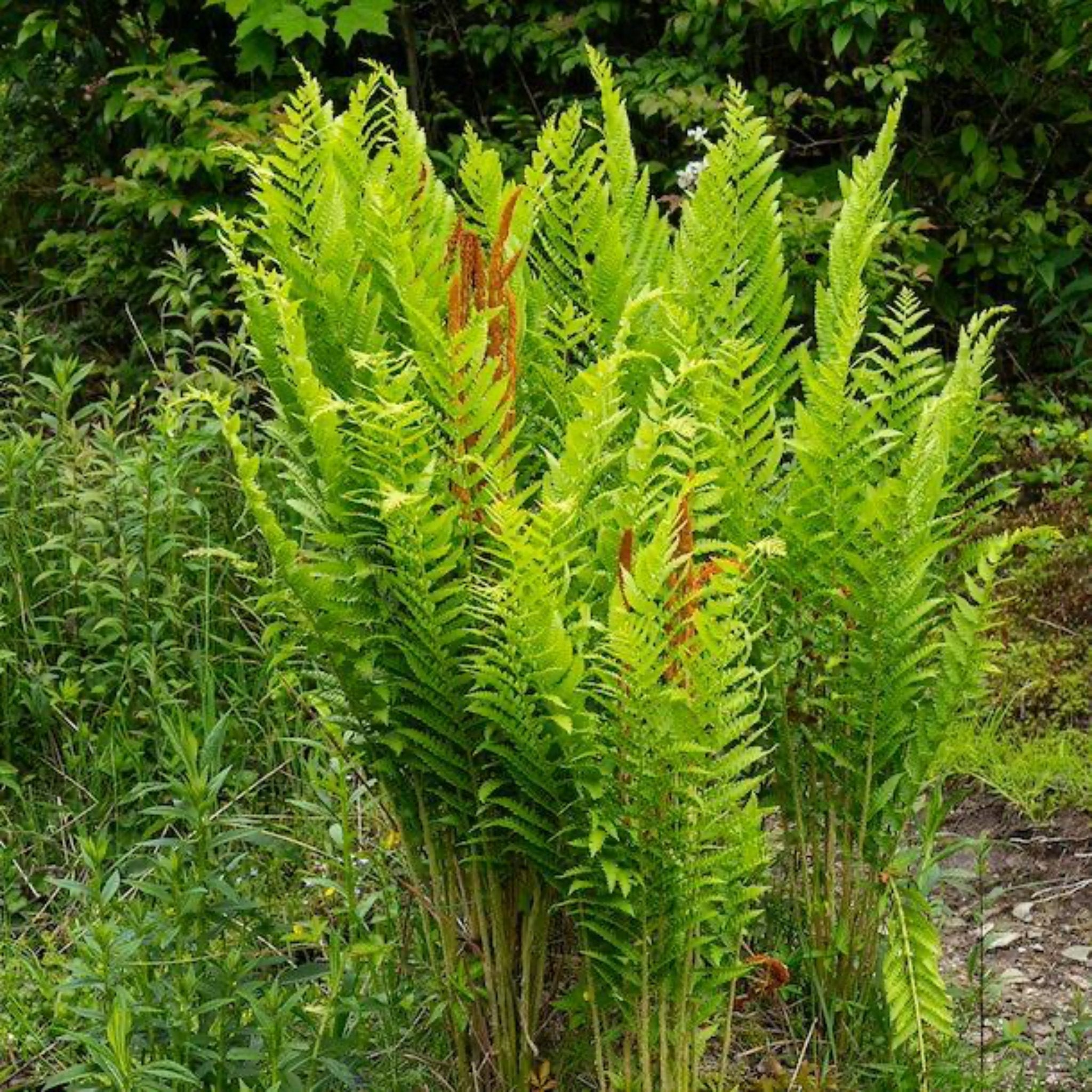 Cinnamon Fern