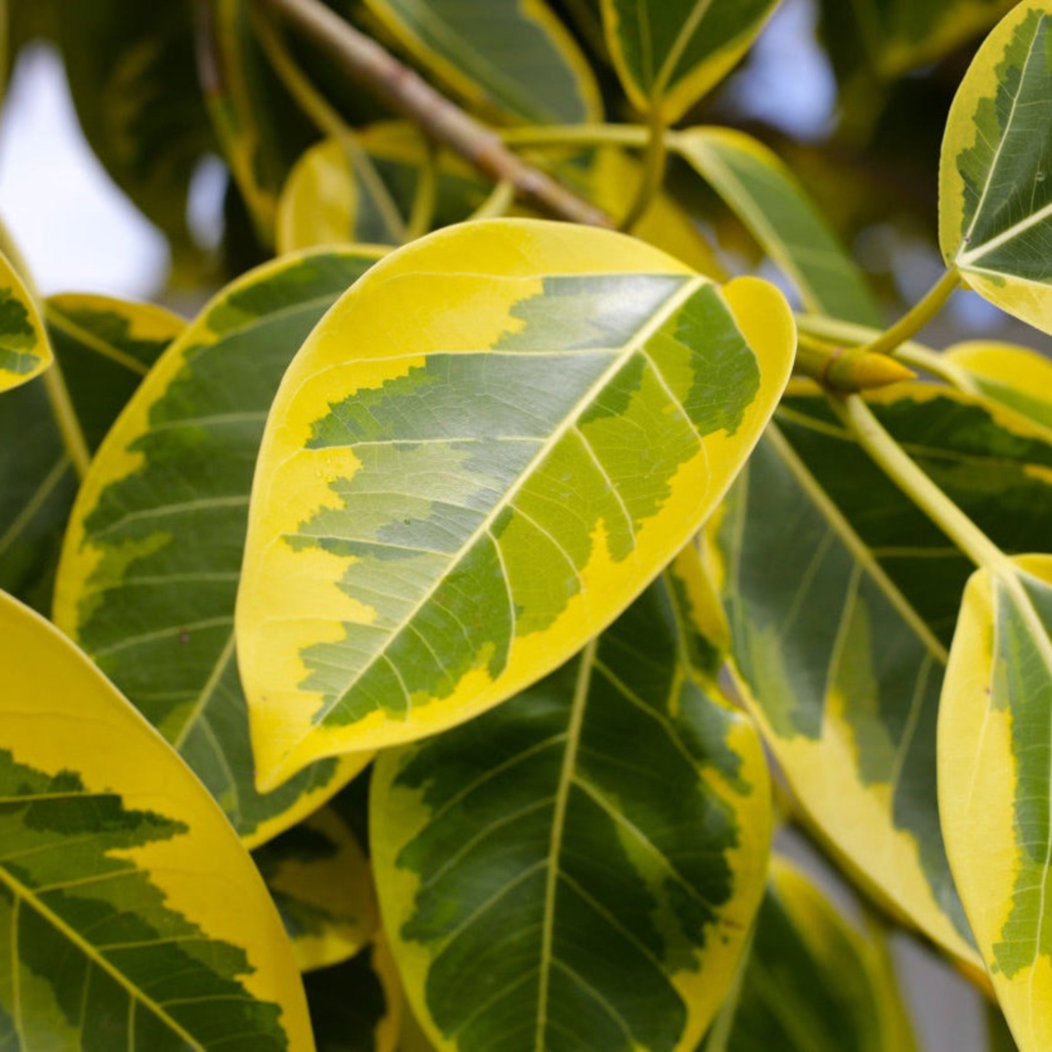 Ficus Altissima