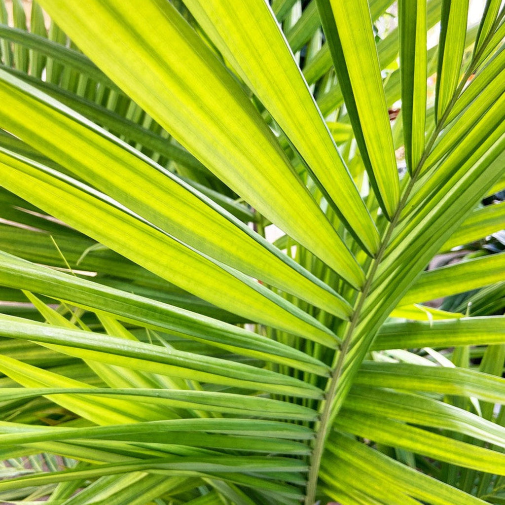 Majesty Palm Tree