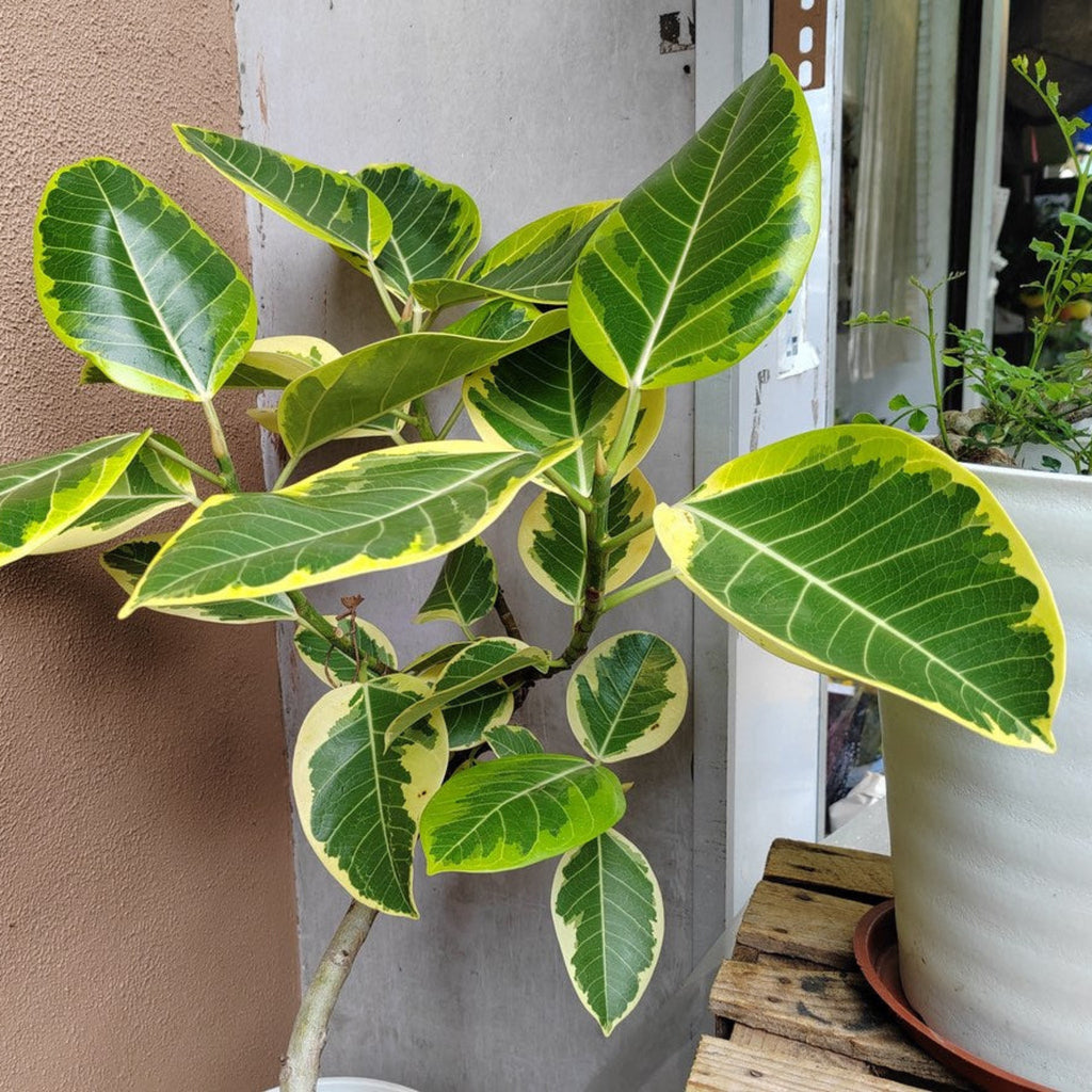 Ficus Altissima