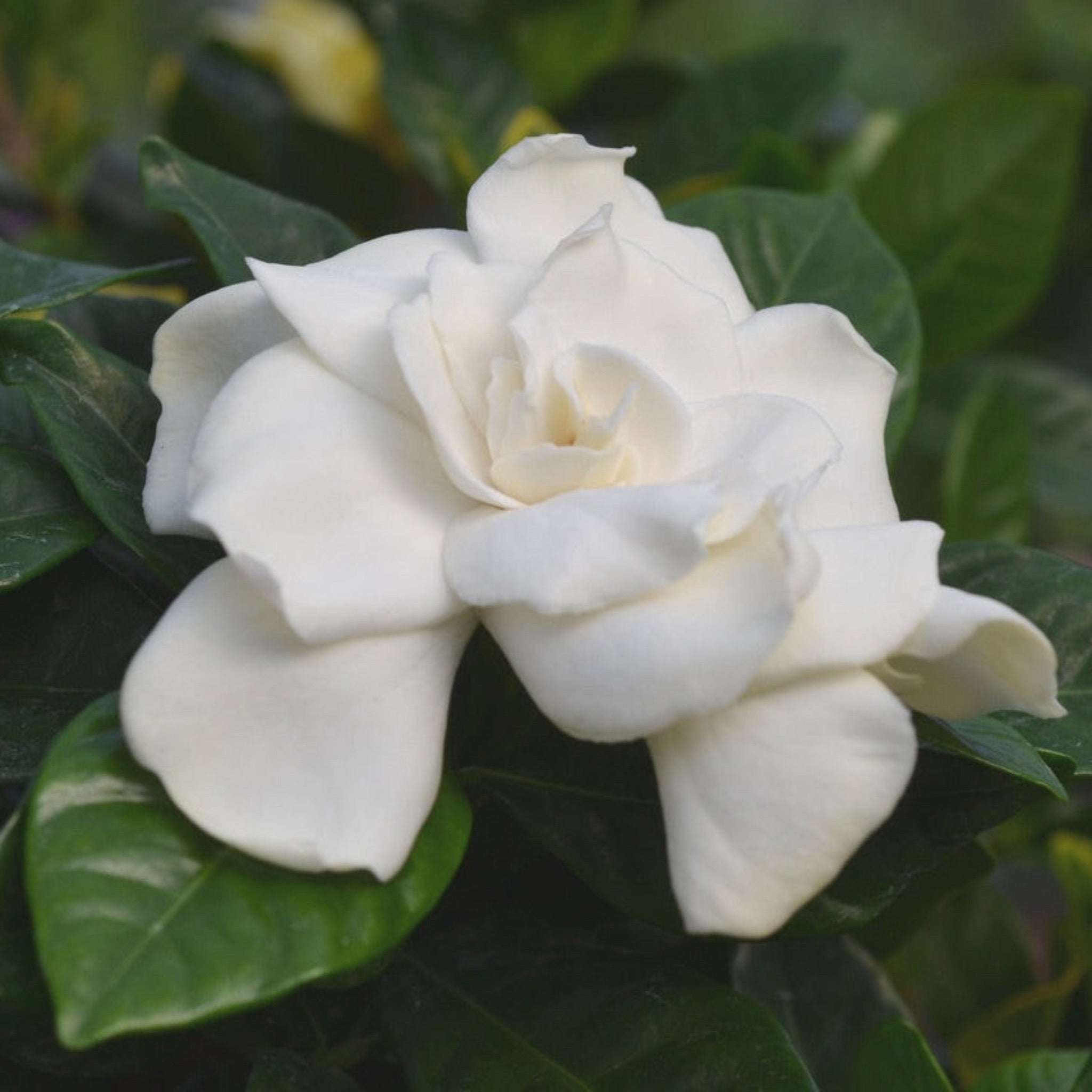 Braided Gardenia Tree