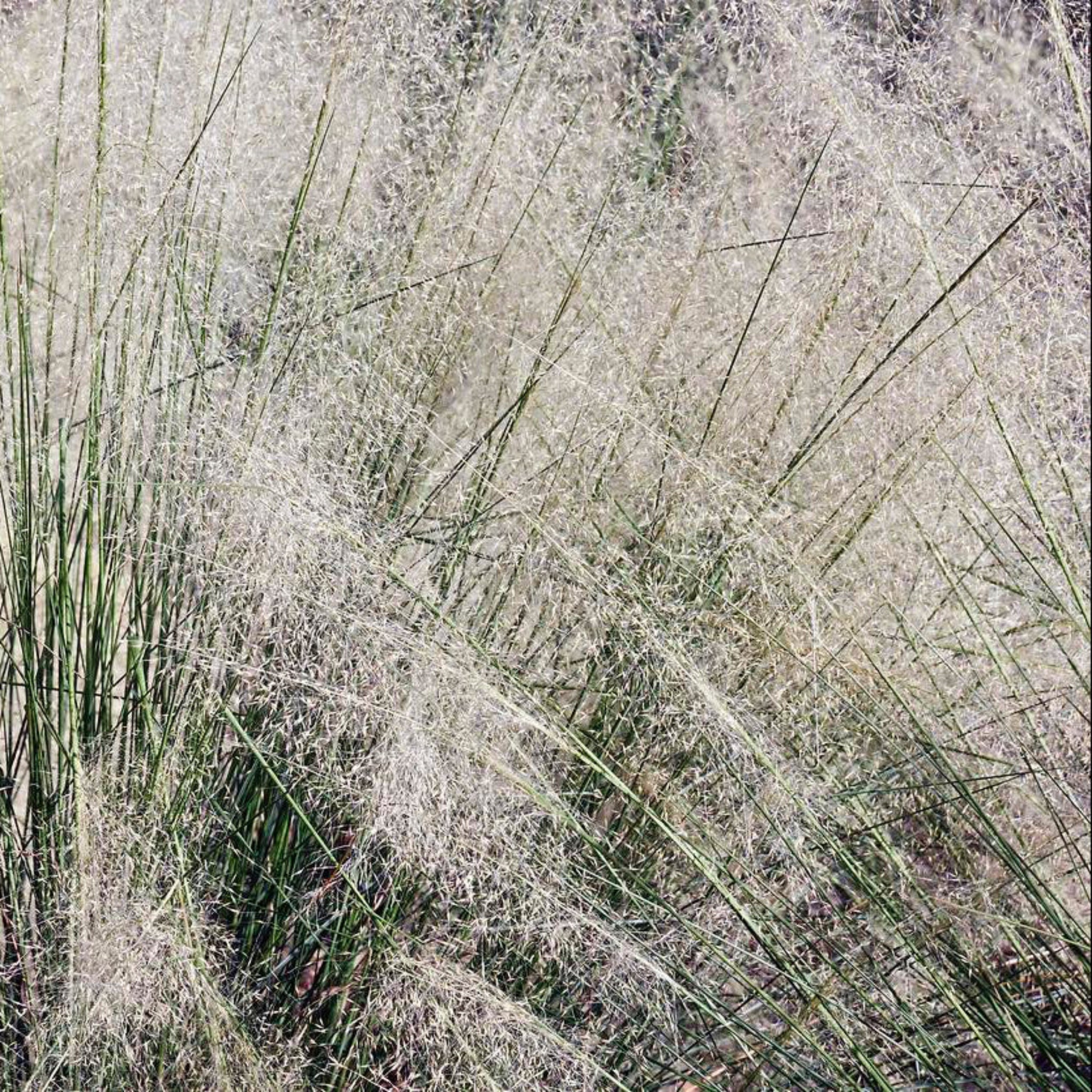 White Cloud Muhly Grass