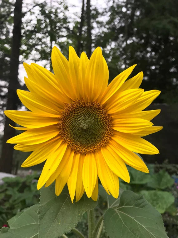 Graines de tournesol commun (Helianthus annuus) – Classiques fleurs dorées pour jardins
