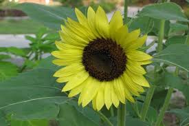 Graines de Tournesol Jaune Citron – Fleurs Pastel Douces pour Jardins et Bouquets