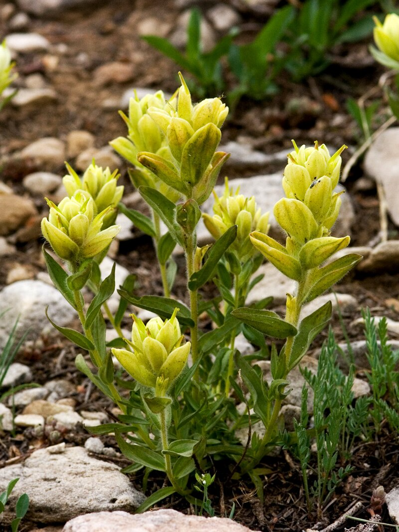 50 Castilleja Sulphurea Seeds, Sulfur Paintbrush, Indian Paintbrush Native Wildflower