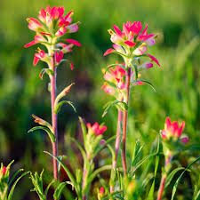 Indian Paintbrush 50 Seeds (Castilleja coccinea) – Vibrant Wildflower, Native Perennial, Attracts Pollinators, Garden & Meadow Planting