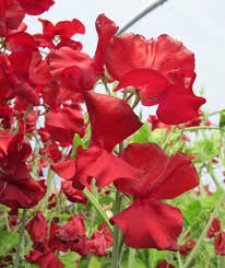 George McAra Sweet Pea Seeds – 50+ Rich Violet Blooms – Climbing Flower Vine for Bouquets, Trellises, Cottage Gardens & Arches – USA