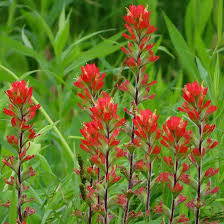 50 Seeds Northwestern Indian Paintbrush Castilleja angustifolia v. dubia | Vibrant Wildflower, Native Perennial, Pollinator-Friendly