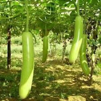 Snake Gourd Seeds (Lagenaria siceraria) – 10 Seeds for Planting, Heirloom Variety, Long Tender, High Yield, Fast Growing, Garden & Trellis