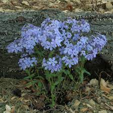 Wild Sweet William Phlox 100 Seeds - Native Lavender-Purple Blooms – Shade-Tolerant Perennial for Woodland Gardens & Pollinator Beds – USA