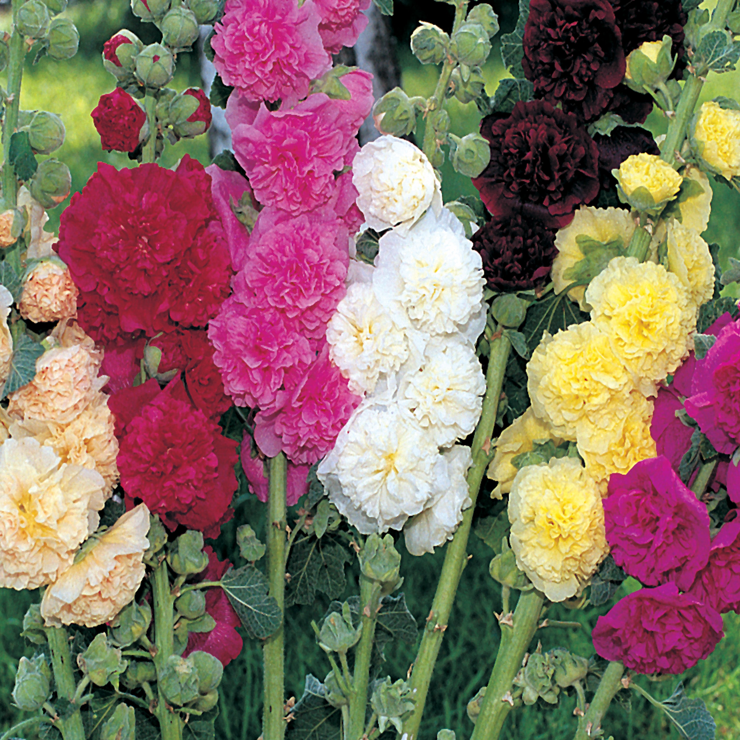 500 Seeds Summer Carnival Mix Hollyhock (Alcea rosea) – Vibrant Biennial Blooms, Pollinator-Friendly, Cottage Garden Favorite