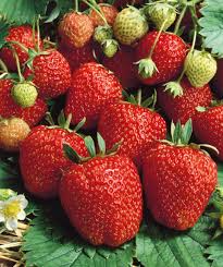 Seascape Ever Bearing Strawberry Plants Bare Root, Fragaria × ananassa, High-Yield Sweet Berries