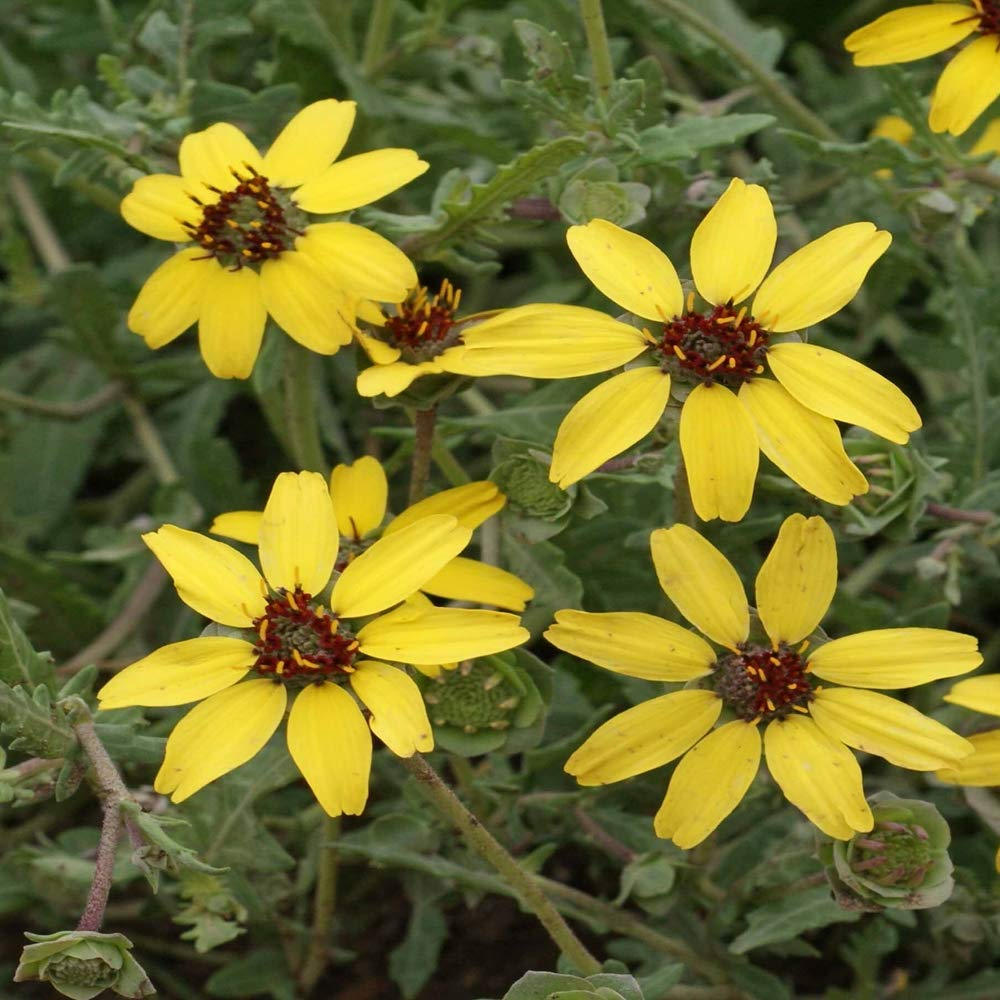 Soft Greeneyes Seeds (Berlandiera betonicifolia) | 15 Seeds | Chocolate Daisy with Fragrant Blooms | Pollinator-Friendly