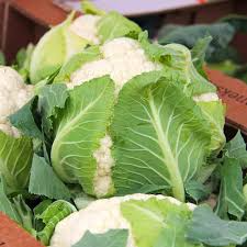 Cauliflower Snowball Y Improved Seeds – 500mg for Planting, Heirloom Variety, Tender & Mild, Cold Hardy, High Yield, Garden Container