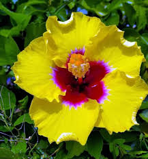 2 Hibiscus rosa-sinensis 'Hawaiian Yellow' - Exotic Yellow Hibiscus Bare Root Live Starter Plant 3-5 Inches