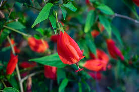 Red Turk's Cap 2 Starter Plants, Malvaviscus arboreus Sleeping Hibiscus, Unique Red Flowers for Gardens, Containers & Tropical Spaces