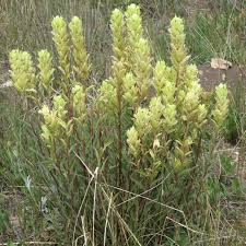 50 Castilleja Sulphurea Seeds, Sulfur Paintbrush, Indian Paintbrush Native Wildflower