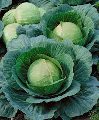 Danish Ballhead Cabbage Seeds – 1g for Planting, Heirloom Variety, Firm Heads, Cold Hardy, Great for Slaws, Cooking & Storage