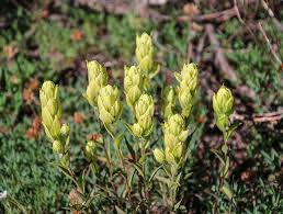 Sulfur Paintbrush Seeds – Castilleja sulphurea – 50seeds for Planting, Native Wildflower, Cream-Yellow Bracts, Alpine Meadow Pollinator Plant