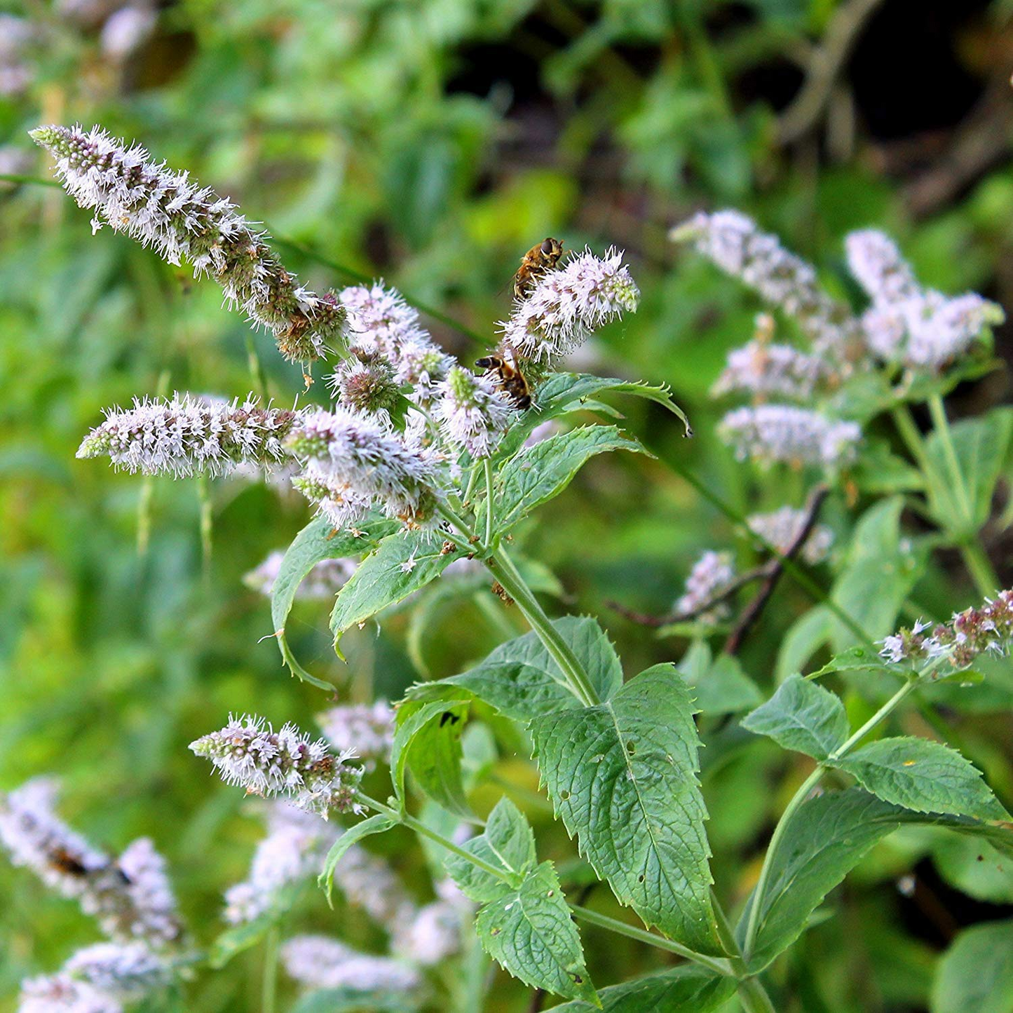 Peppermint Herb Seeds – 30mg for Planting, Strong Mint Aroma, Perennial Herb, Great for Teas, Desserts, and Fragrant Garden Spaces