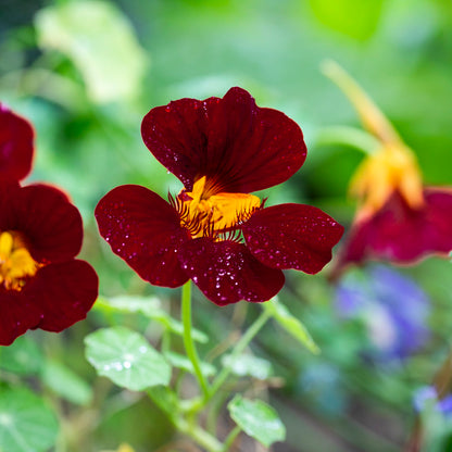 Black Velvet Nasturtium (Tropaeolum majus) 10 Seeds – Striking Dark Flowers, Edible Blooms, Ideal for Gardens and Containers