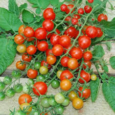 25 Seeds Tess' Land Race Currant Tomato | Tiny Cherry Tomatoes | Heirloom, High-Yield, Sweet Flavor, Perfect for Snacking & Salads