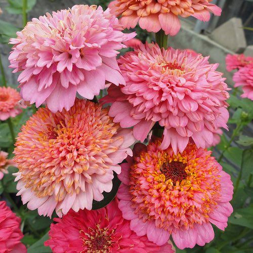 Cupcakes Pink Mix Zinnia Seeds – 100 Seeds – Frilly Pink Blooms for Pollinator-Friendly Garden Beds, Borders, and Cut Flower Gardens