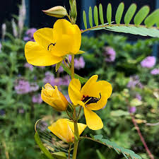 Partridge Pea Seeds (Chamaecrista fasciculata) | 25 Seeds | Bright Yellow Wildflowers | Pollinator-Friendly | Native Plant for Gardens