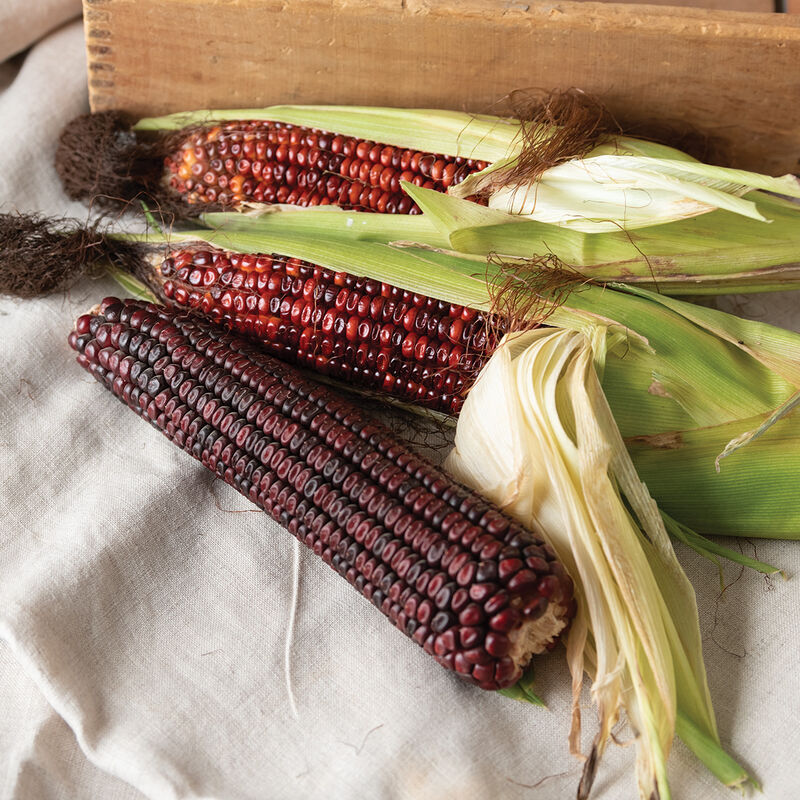 Corn Bloody Butcher Seeds – 5g for Planting, Heirloom Variety, Deep Red Kernels, High Yield, Multi-Purpose, Garden & Field