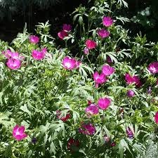 Callirhoe involucrata 30 Seeds – Purple Poppy Mallow – Native Ground Cover with Magenta Blooms for Pollinator Gardens, Rock Gardens, Dry Soil