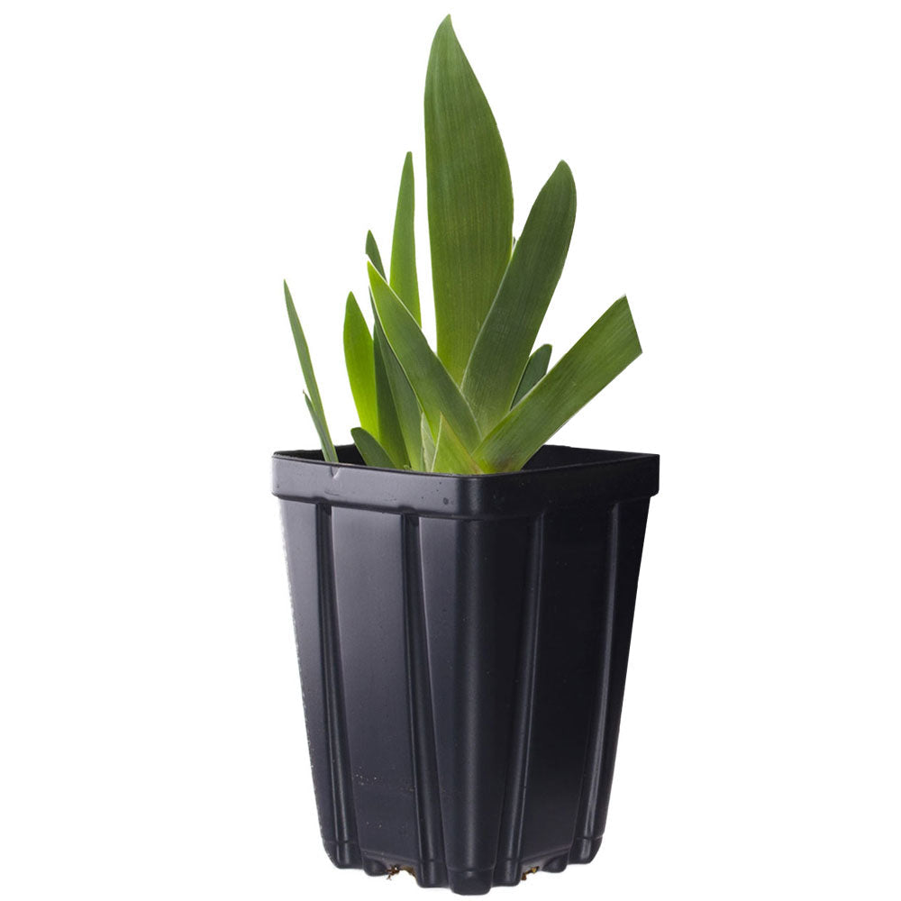 Immortality Iris Plant Fragrant Reblooming Potted Quart Pot