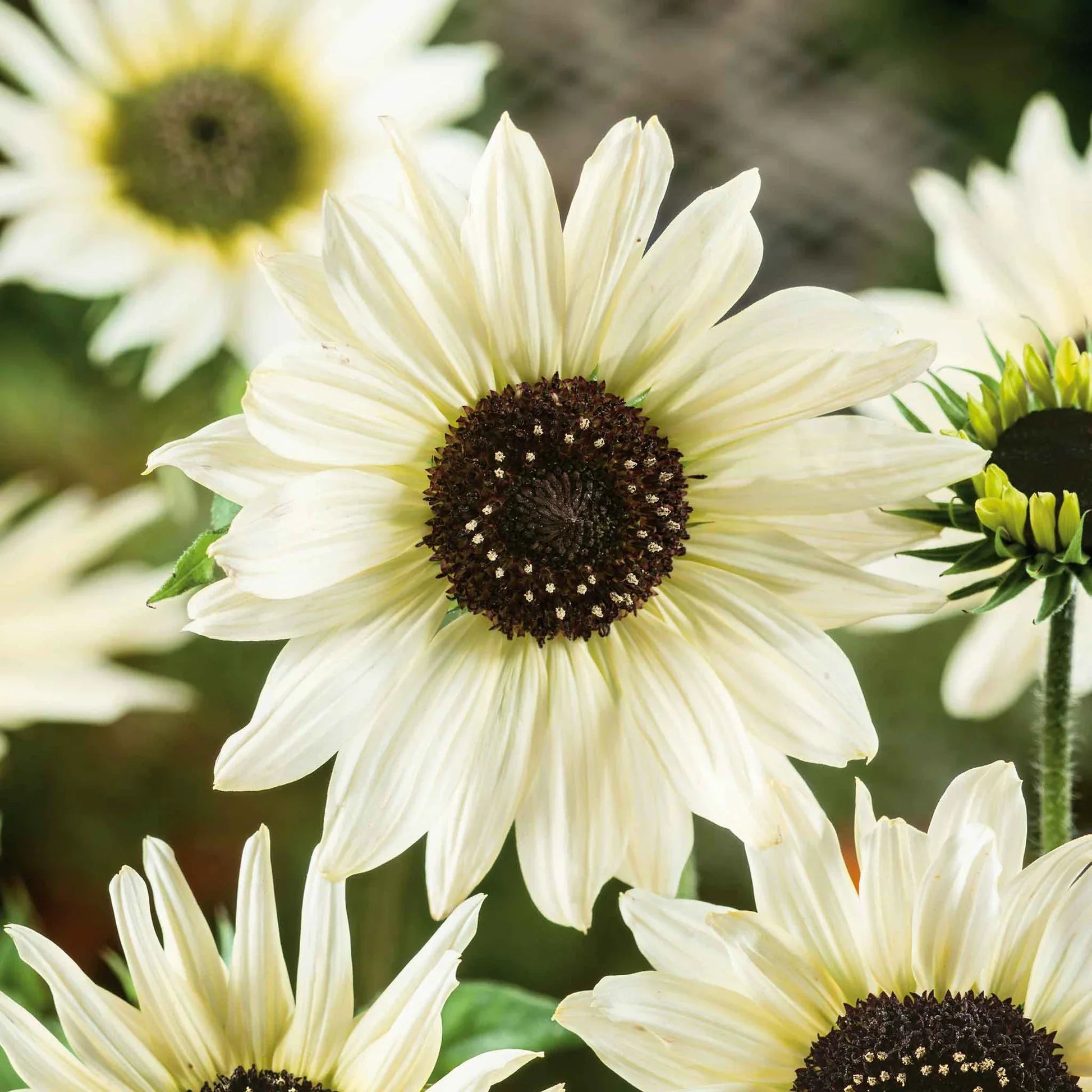 Graines de tournesol blanches italiennes – Élégantes fleurs crème pour jardins et bouquets