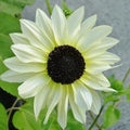 Graines de tournesol blanches italiennes – Élégantes fleurs crème pour jardins et bouquets