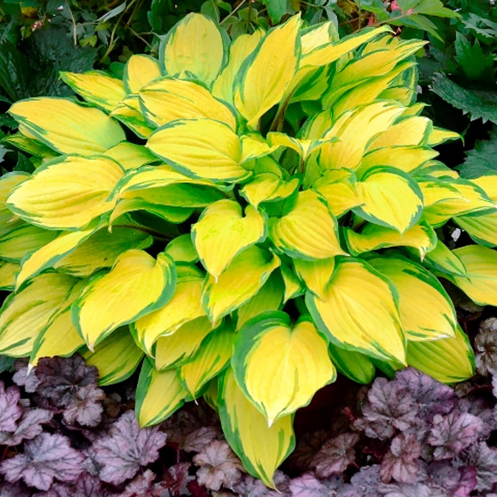 Hosta Seeds (Mixed Color Hosta Seeds) - Easy-Care Perennial for Pots and Gardens