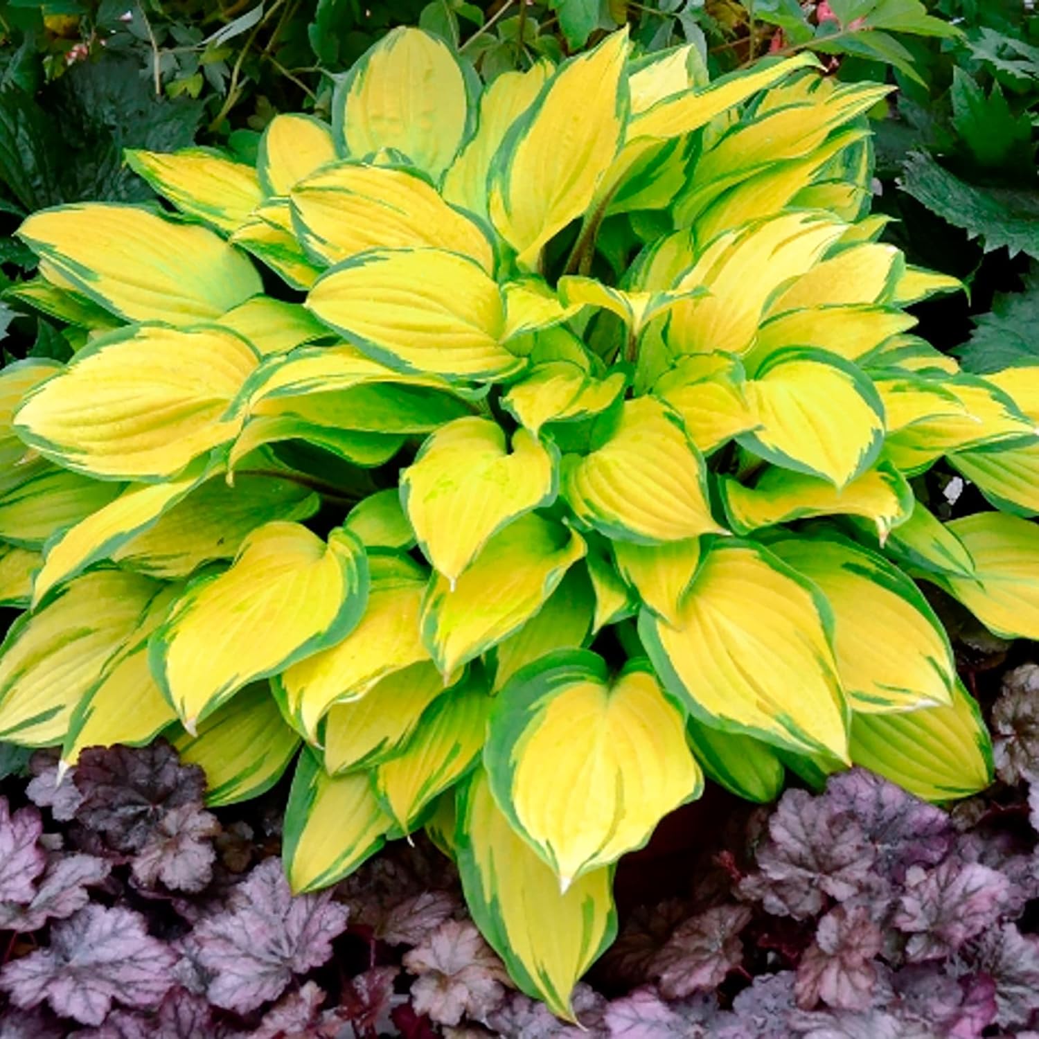 Hosta Seeds (Mixed Color Hosta Seeds) - Easy-Care Perennial for Pots and Gardens