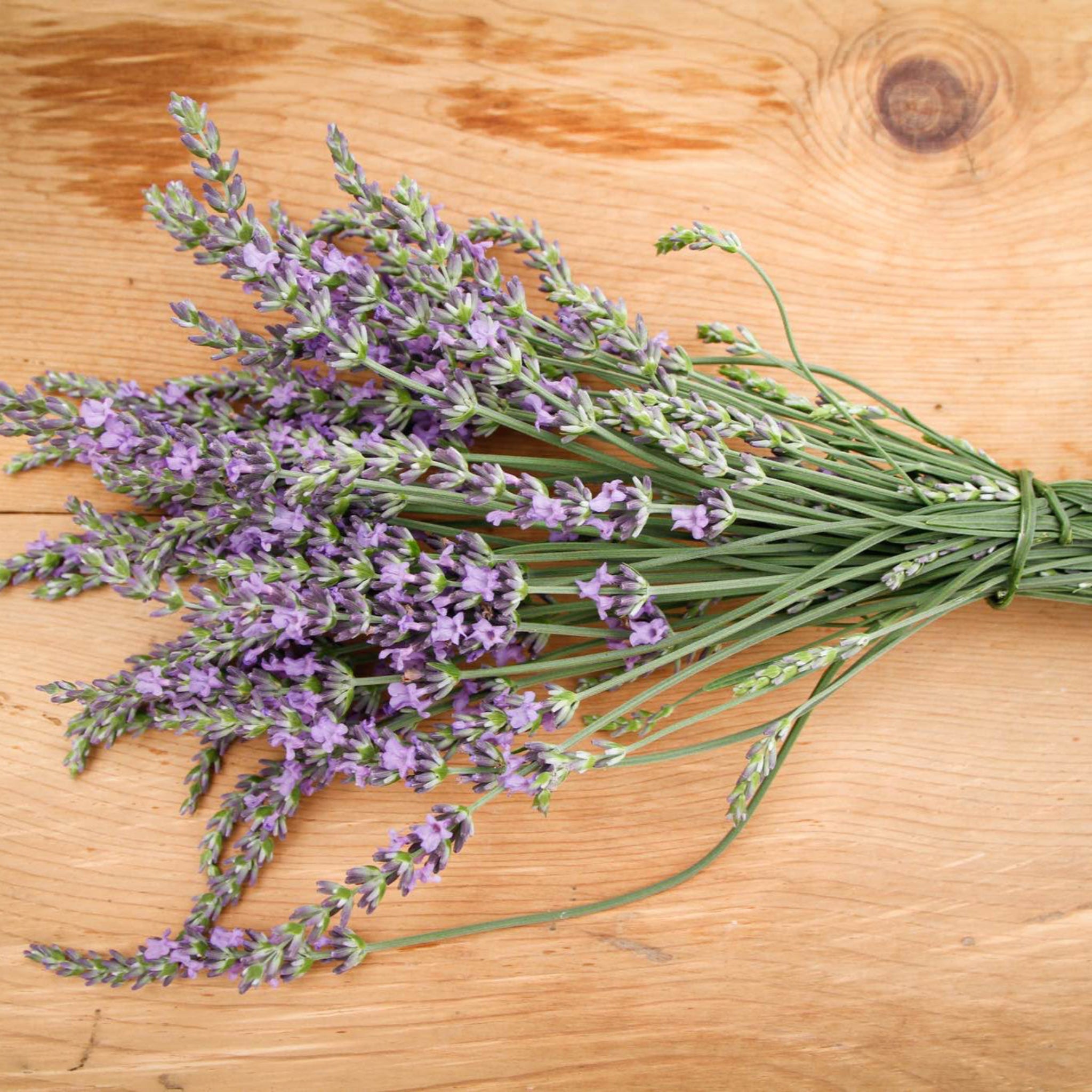 Phenomenal™ Lavender Plant