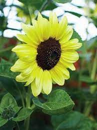 Graines de Tournesol Jaune Citron – Fleurs Pastel Douces pour Jardins et Bouquets
