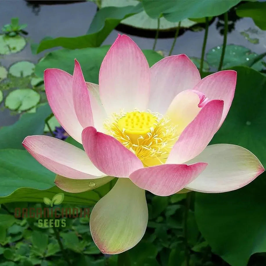 Pink Lotus Seeds – Nelumbo Nucifera Water Plant