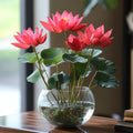 Premium Red Lotus Flower Seeds, Grow Stunning Blooms