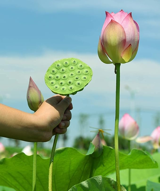 Graines de lotus pour planter une plante comestible, cultiver de belles fleurs et racines de lotus pour votre jardin, graines de légumes bio et saines