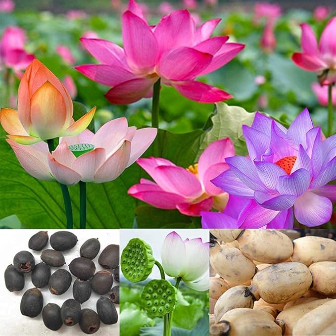 Graines de lotus pour planter une plante comestible, cultiver de belles fleurs et racines de lotus pour votre jardin, graines de légumes bio et saines