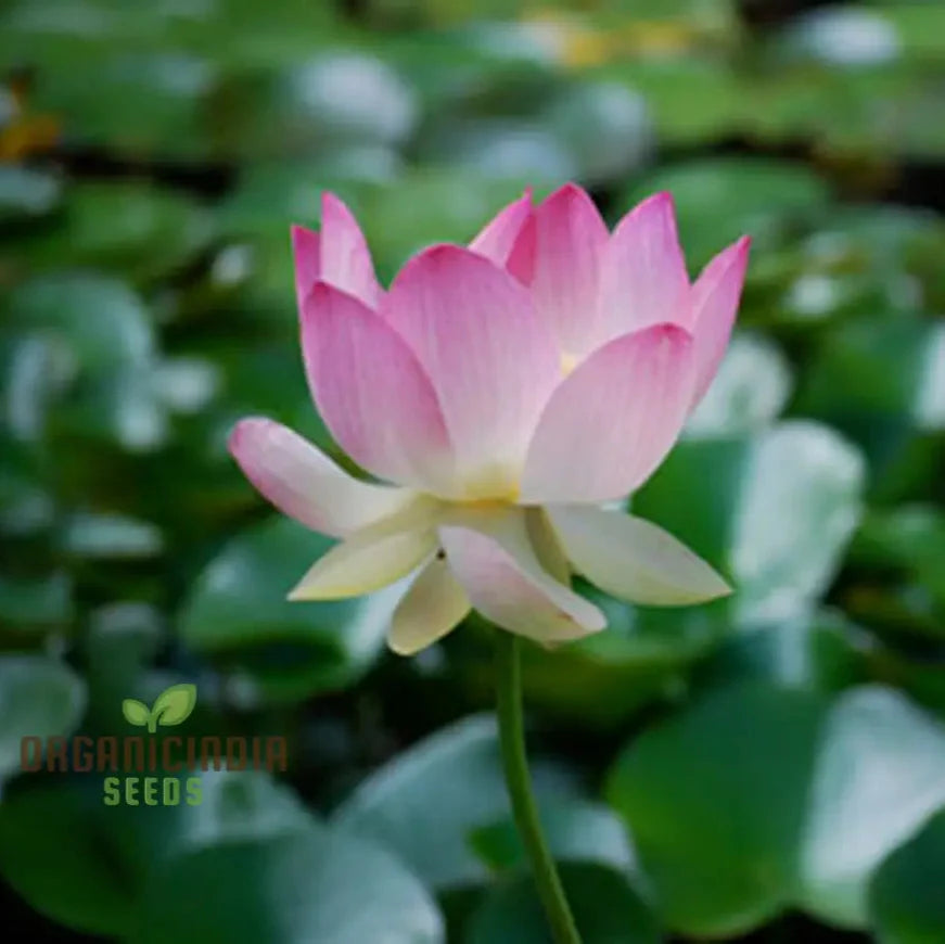 Pink Lotus Seeds – Nelumbo Nucifera Water Plant