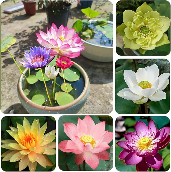 ミックスボウルロータスの種、園芸愛好家向けの植え付け用