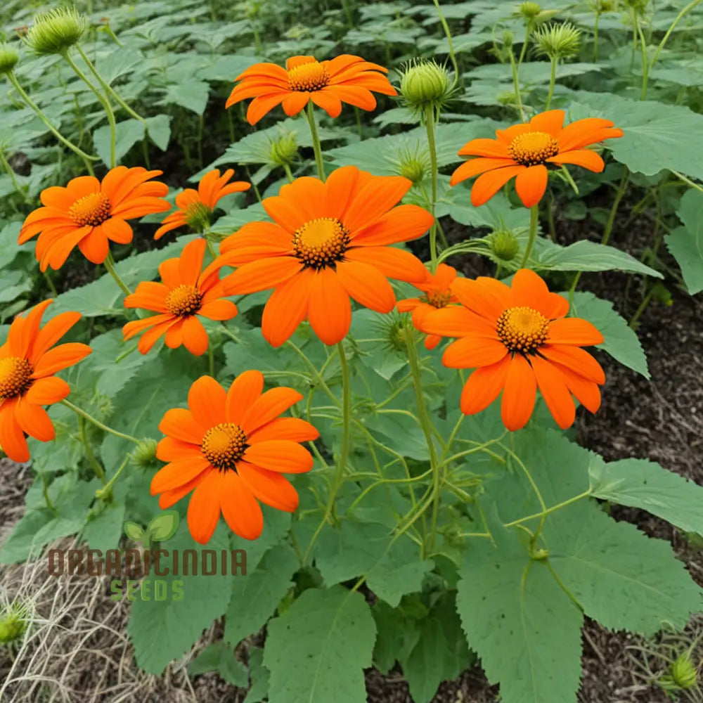 Graines de tournesol mexicain orange, fleurs vibrantes et résistantes pour des jardins qui attirent le regard